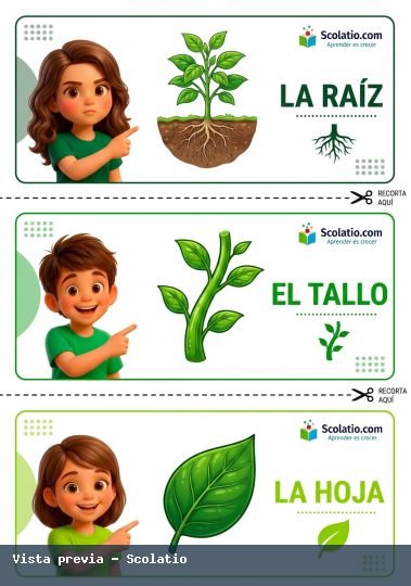 Portada de Raiz Tallo Hoja